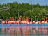 Riserva di Rio Lagartos - Yucatan - Messico
